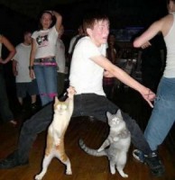 Gatos + Dorgas =